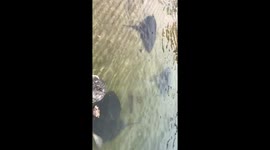 Giant stingray feeding in Kiama Harbour NSW Australia