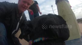 Pups Eye View! I Mounted A GoPro To My Dog!