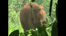 Terrifying moment Herd of elephant raid village  is chased by villagers in India