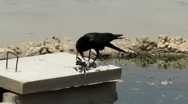 Predatory crow kills smaller bird, then unexpectedly buries it in the sand