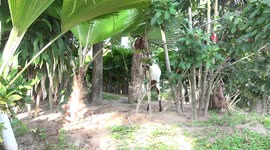 A funny goat was thinking about turning over a new leaf, but he ate it instead.