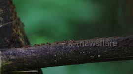 Rush hour in the forest, termites rushing home from work.