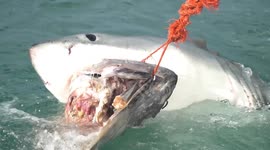Jaw Dropping Slow Motion Footage Reveals Great Whites Awesome Power!