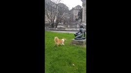Dog gets upset when statue refuses to play with him