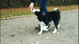 3 months puppy is learning amazing tricks