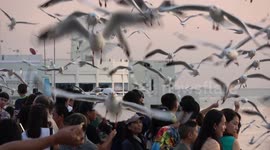 Thousands of seagulls have sunset feeding frenzy