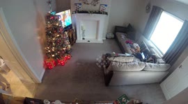 Time Lapse of a Family putting Christmas Tree up
