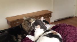 Kitty Cat Love Turns to Cat Fight