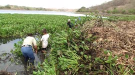 Excessive growth of nymph in Metapan lagoon