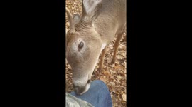 Incredible moment deer approaches and nuzzles hunters in Ohio