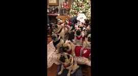 Large family of pugs dons Christmas sweaters for holiday photo with Santa