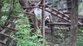 Panda snacking on bamboo