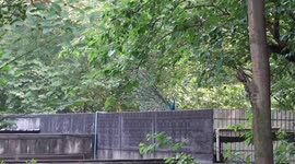 Peacock and red Pandas in China