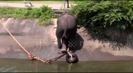 Trapped elephant escapes canal with ingenious rope ladder