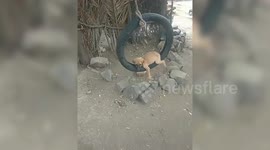Cute dog filmed enjoying a swing ride