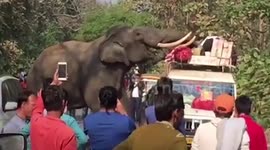 Hungry wild tusker raids vehicle in search of food, damages belongings of passengers