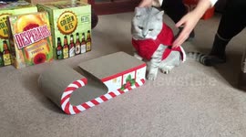 Cat in Santa outfit mounts Christmas sleigh