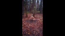 PitBull training