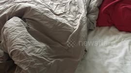 Cute sausage surprise underneath the sheets