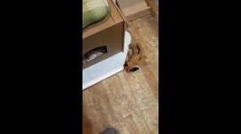 cat in attack