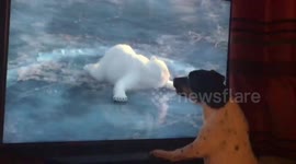 Buddy watching animation of animals