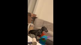 Great Dane puppy realises the sofa isn’t as big as he thought