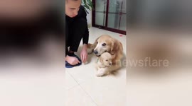Protective golden retriever prevents puppy from being scolded by owner