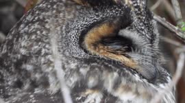 Long eared owl in winter