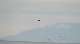 Bald eagles on the bay