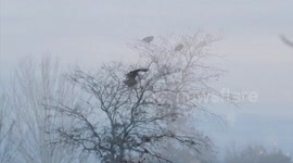 Bald eagles mating