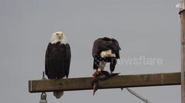Bald eagle pair with fresh duck kill