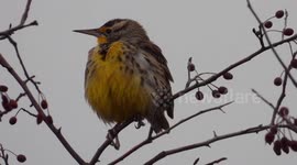 Western meadowlark in winter