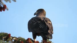 Young bald eagle