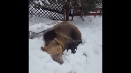 Cute bear taking snow baths