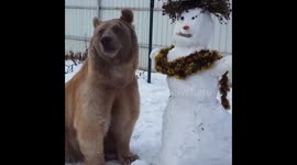 Baby bear eating a carrot from snowman's head