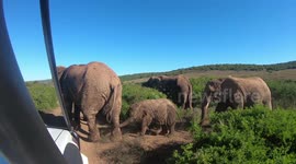 Mother elephant leads the way for babies to safely cross the road