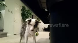 ⚠️Caution: this video will make you smile... Mr Biscuit balancing the ball on a moving target for the first time... enjoy!!