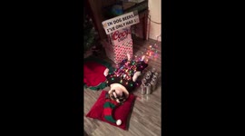 Gemma the bulldog passes out 'drunk' under the Christmas tree