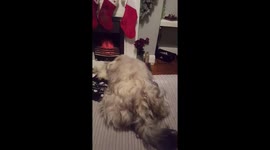Dog knocks over toy Santa to steal teddy from him.