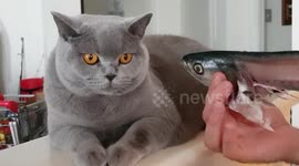 Scooter isn't a fan of fresh fish!