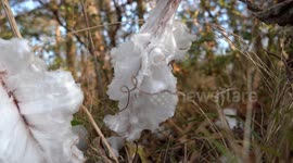 Ice flowers (exuded plant water freezing phenomenon) V24614