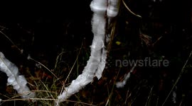 Ice flower Phenomenon (exuded plant water freezing) V24605