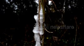 Ice flower Phenomenon (exuded plant water freezing) V24606