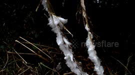 Ice flower Phenomenon (exuded plant water freezing) V24607