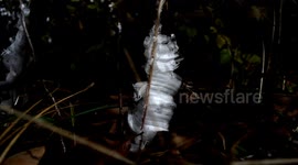 Ice flower Phenomenon (exuded plant water freezing) V24608