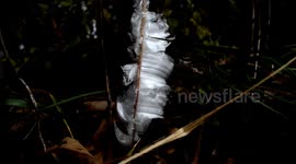 Ice flower Phenomenon (exuded plant water freezing) V24609