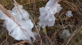 Ice flower Phenomenon (exuded plant water freezing) V24613