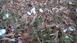 Ice flower Phenomenon (pan left on forest floor showing multiple examples) V24615