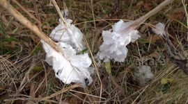'Ice flowers' cover ground in Tennessee