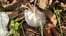 Ice flower Phenomenon (starting to melt in sunlight) V24617